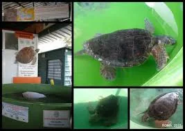 Strand- und Schildkrötenkrankenhaus Iztuzu